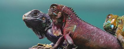 Three colorful chameleons sitting on an off-screen object and staring to the left. The first one is purple, the second red, and the third one yellow.