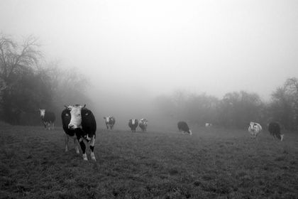 Cows grazing on a field in the fog